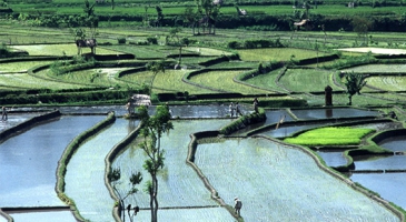 FAO supports Indonesia’s efforts to achieve food security 